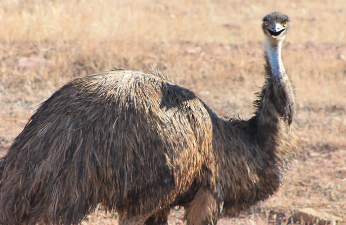 Emu