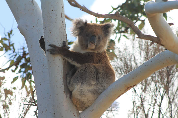 Koala