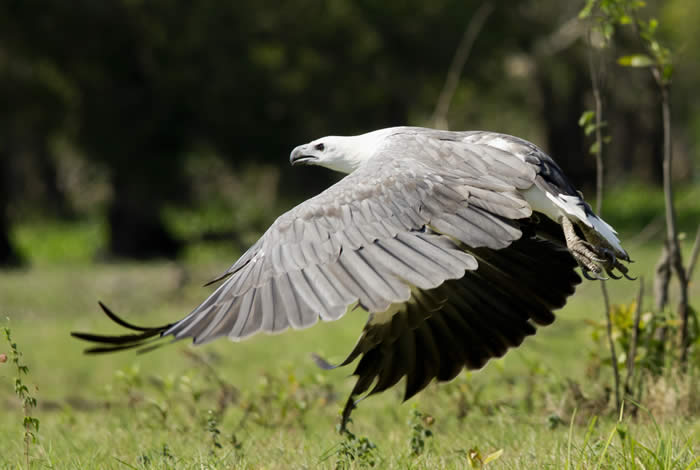 White bellied sea-eagle. Photo courtesy of Andrew Goodall