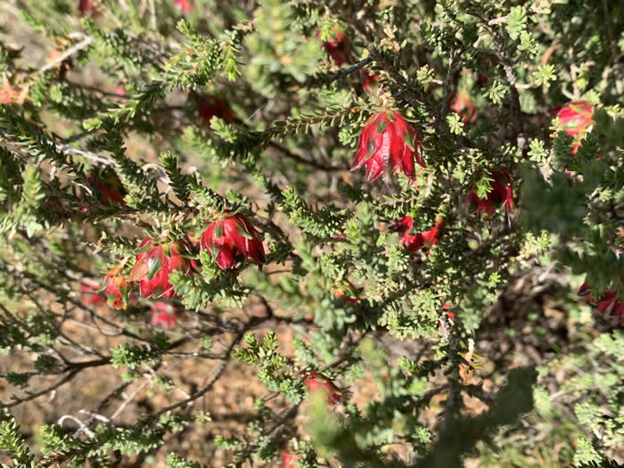 The rare Carnemah Bell