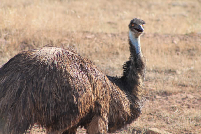 Emu in the Flinders Ranges